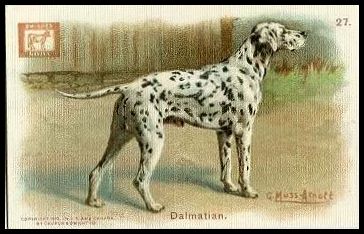 27 Dalmatian